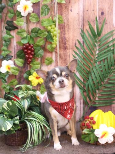 20230812メルくん